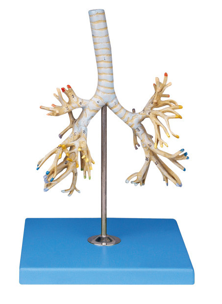Les positions bronchiques de l'arbre 50 de PVC de modèle humain avancé d'anatomie dispalyed pour la formation de Colleage