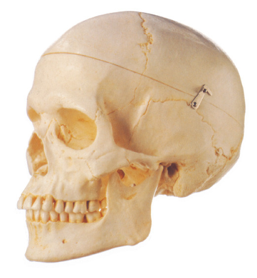 Le model humain 3 d'anatomie de crâne adulte de Removeable partie l'éducation d'école