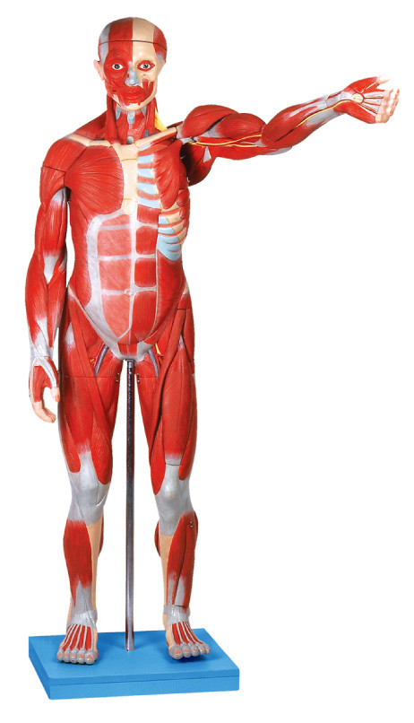 Le modèle anatomique masculin de muscle/modèle humain d'anatomie avec les organes internes 27 partie