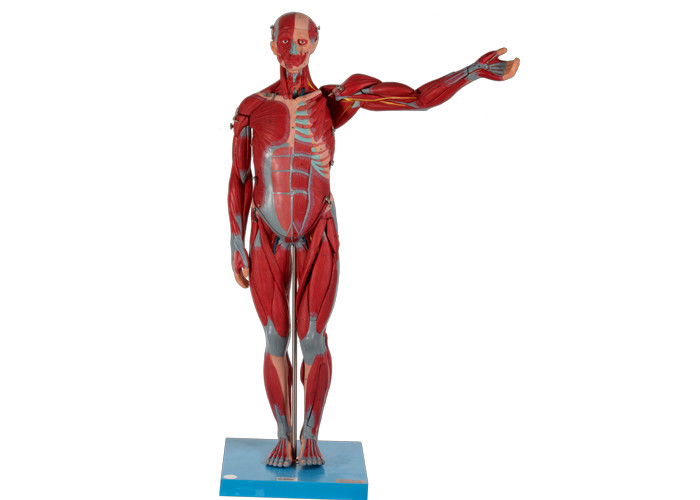 PVC anatomique masculin lourd et élevé de modèle de muscle avec les organes internes