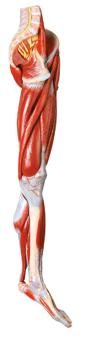 les muscles de 10 parts de l'anatomie humaine de jambe modèlent avec les navires et les nerfs principaux