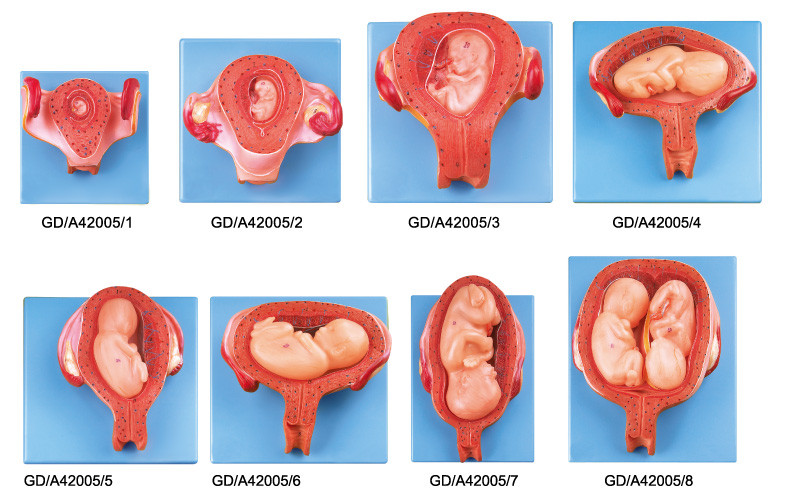8 parts de développement embryonnaire de modèle humain d'anatomie d'abord à la septième grossesse de mois