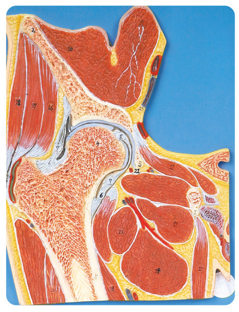 Modèle humain d'anatomie de section d'articulation de la hanche pour l'université, formation d'université